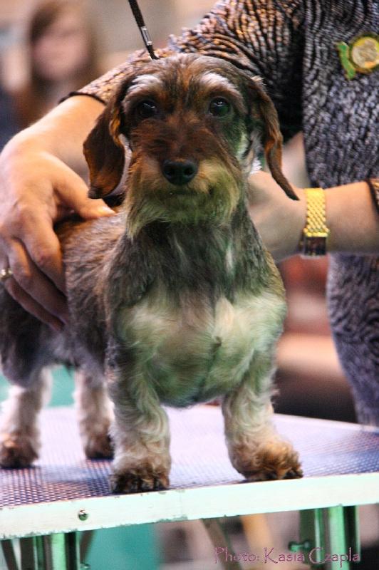 Crufts2011_2 1604.jpg